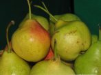 Сорт груши Памяти Яковлева