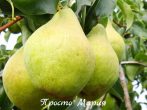 Сорт груши Просто Мария