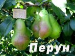 Сорт груши Перун