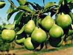 Сорт груши Нектарная