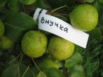 Сорт груши Внучка