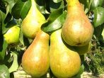 Сорт груши Черноморская янтарная