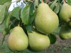 Сорт груши Свердловчанка