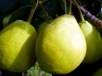 Сорт груши Ларинская
