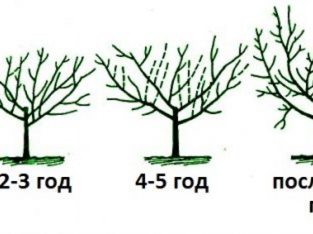Схема формировки кроны в виде чаши