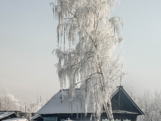 высокая береза рядом с домом