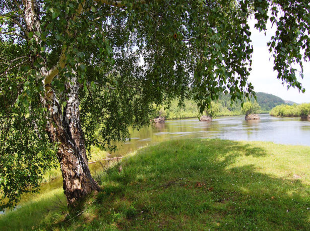 березы