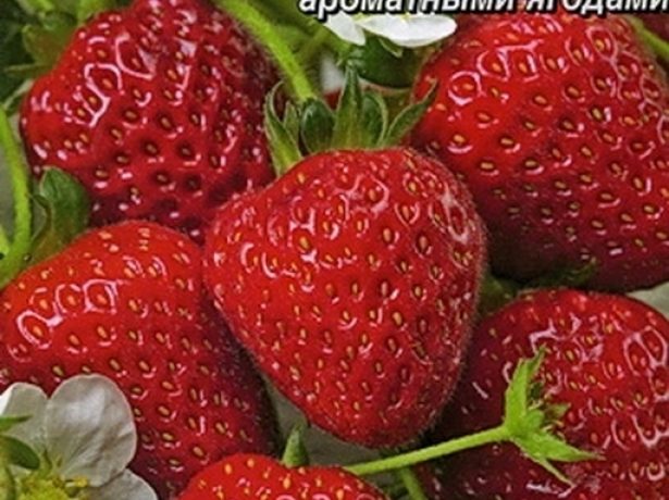 Земляника Кокетка