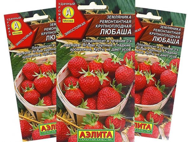 Земляника Любаша