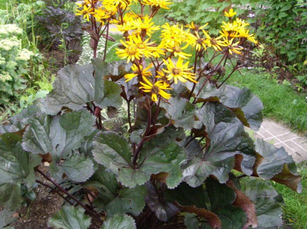 Бузульник Отелло