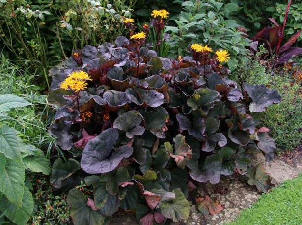 Бузульник Миднайт Леди