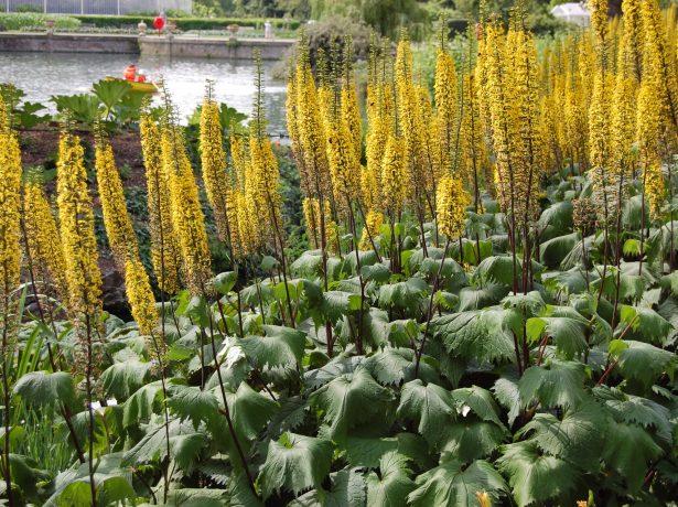 Бузульник Ракета