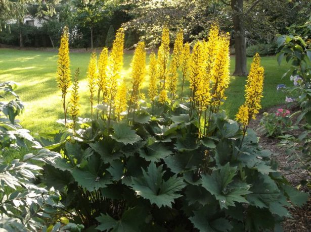 Бузульник клёнолистный