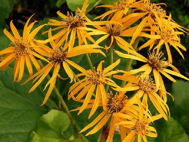 Бузульник Хессей