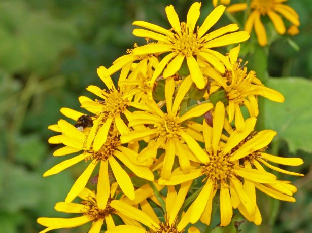 Бузульник Грегеног Голд