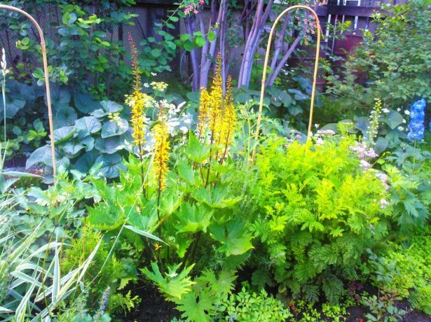 Бузульник Литл Рокет