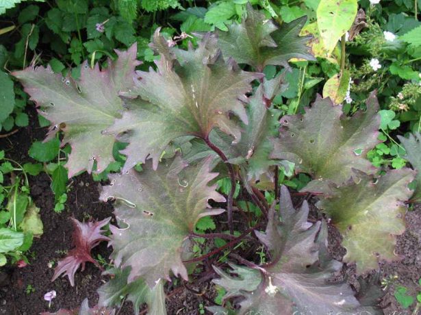 Бузульник Гранито