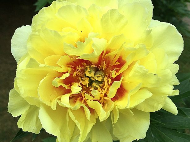 Пион Yellow Crown