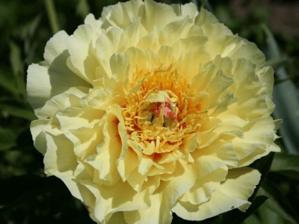Пион Garden Treasure