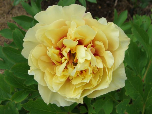 Пион Garden Treasure