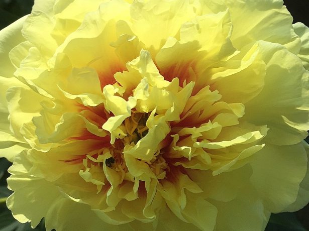 Пион Yellow Crown