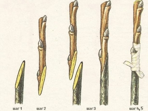 Простая копулировка