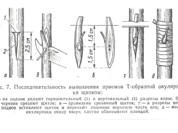 Схема Т-образной окулировки