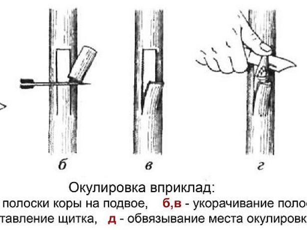 Схема окулировки вприклад