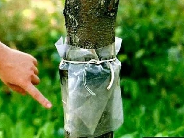 Ловчий пояс из плёнки