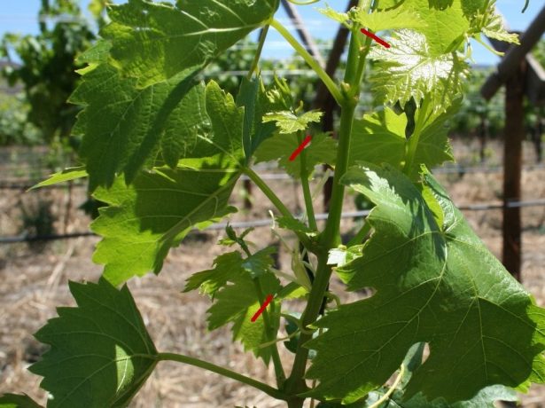 Пасынкование винограда