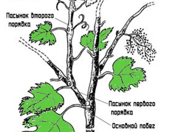 Удаление виноградного пасынка второго порядка (схема)