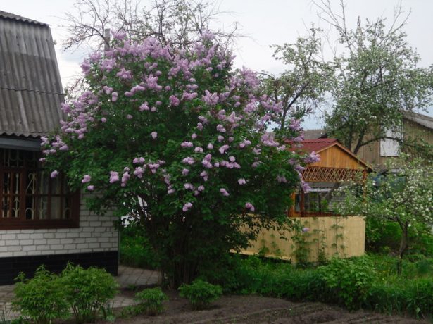 Сирень под окнами дома