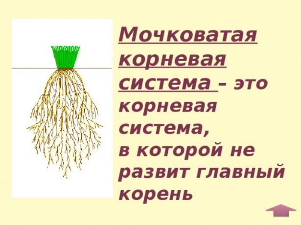 Мочковатая корневая система