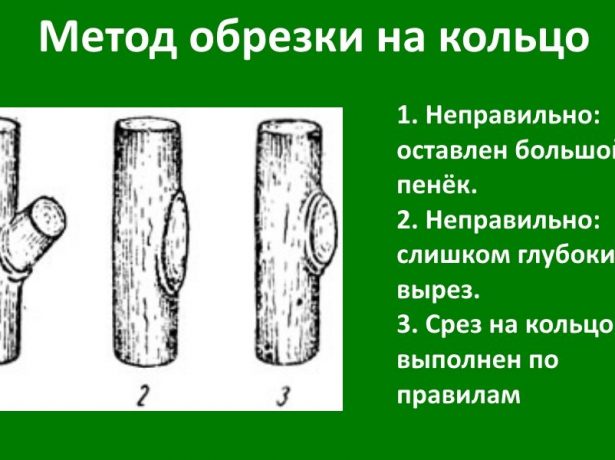 Схема обрезки «на кольцо»