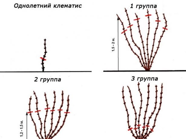 Разные группы обрезки клематиса