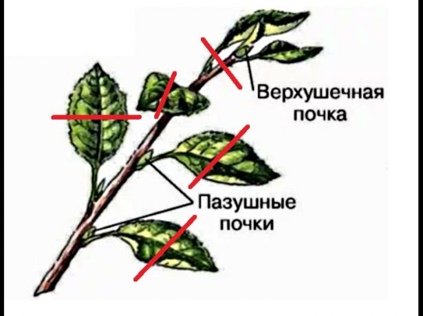 Верхушка побега яблони с линиями срезов