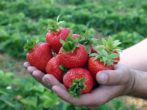 Урожай земляники Королева Елизавета