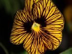 Виола Tiger Eye