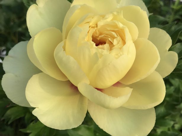 yellow peony