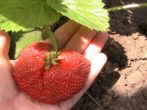 Ягода земляники Королева Елизавета