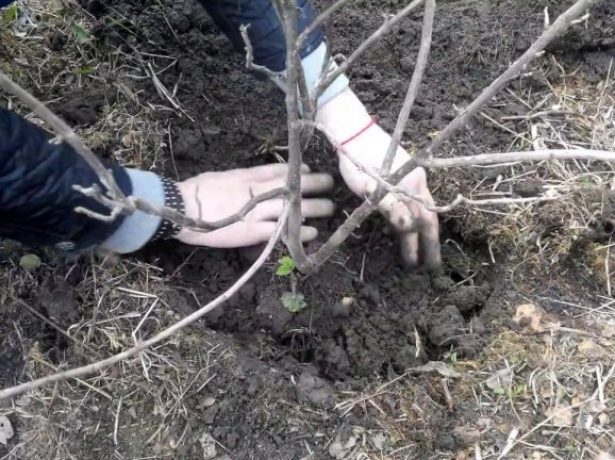 Заполнение ямы почвой
