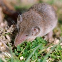 Многозубка © stena