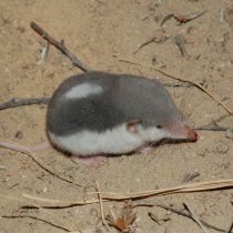 Путорак © iNaturalistCanada