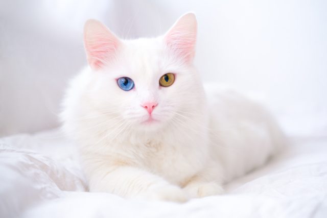 Ангорская кошка