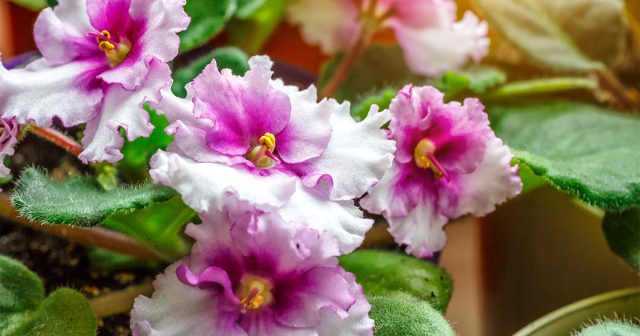 Комнатные растения для тёмных помещений Комнатные растения для тёмных помещений