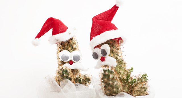 Как украсить дом к Новому году живыми растениями Как украсить дом к Новому году живыми растениями