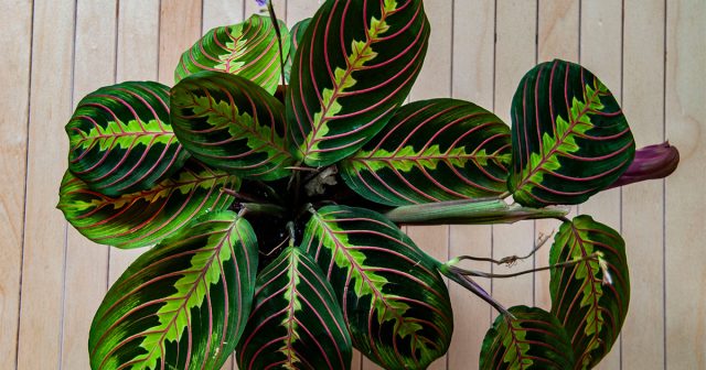 Листья маранты исключительно красивы Листья маранты исключительно красивы