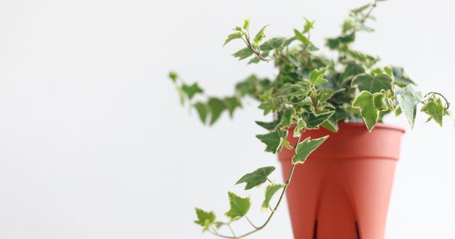 Плющ в горшке Плющ в горшке