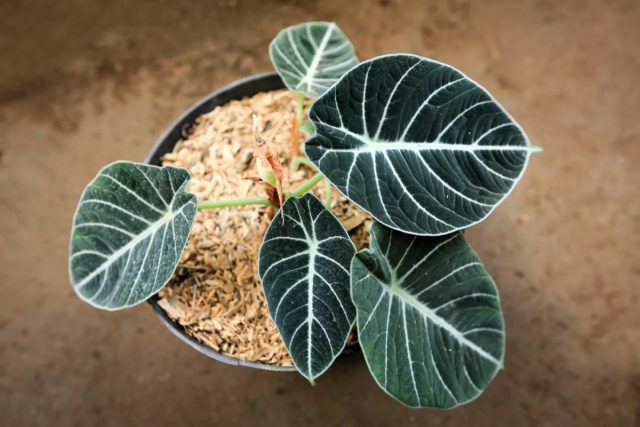 Алоказия «Блэк Вельвет»