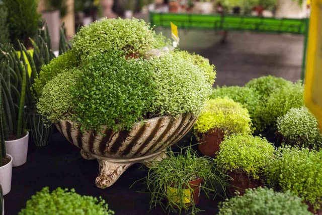 Солейролия